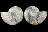 Sliced Ammonite Fossil - Agatized #115314-1